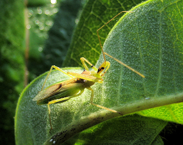 Zelus luridus (Pale Green Assassin Bug)