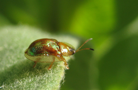 Charidotella sexpunctata (Golden Tortoise Beetle)