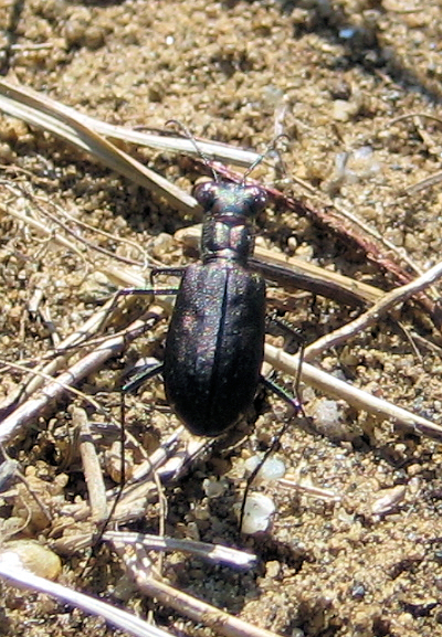 Cicindelidia punctulata (Punctured Tiger Beetle)