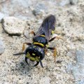 Philanthus gibbosus