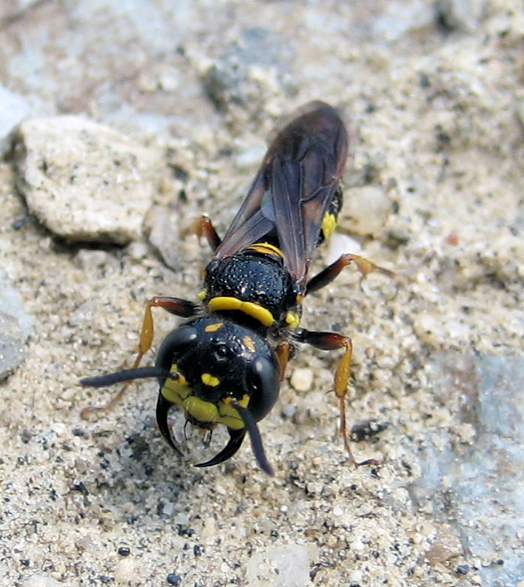 Philanthus gibbosus (Hump-backed Beewolf)
