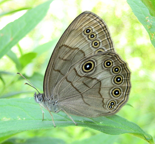 Lethe appalachia (Appalachian Eyed Brown)