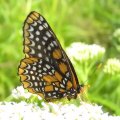 Euphydryas phaeton