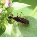 Myodocha serripes