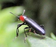 Tribe Languriini (Lizard Beetles)