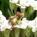 Phymata