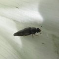 Conotelus obscurus
