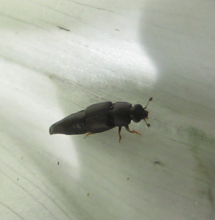 Conotelus obscurus