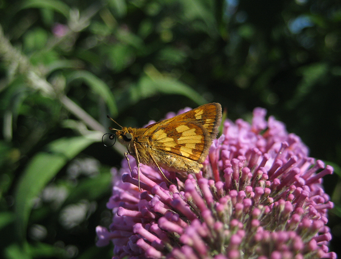 Polites peckius (Peck's Skipper)