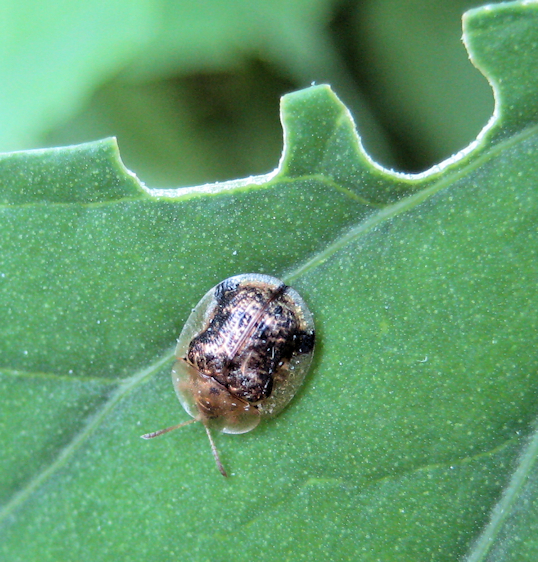 Cassida piperata (Small Tortoise Beetle)