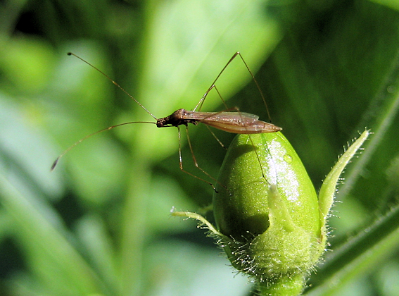 Family Berytidae (Stilt Bugs)