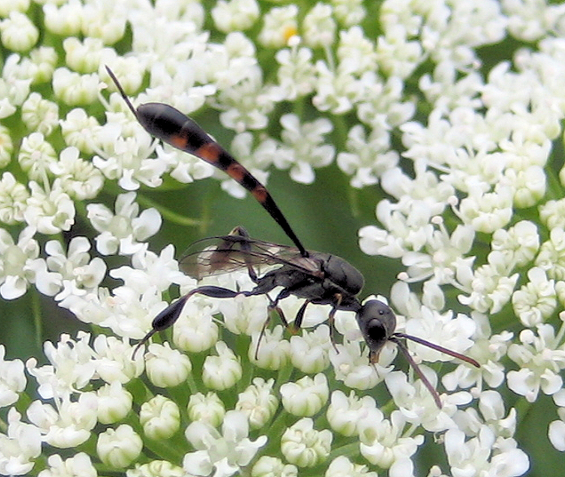 Genus Gasteruption