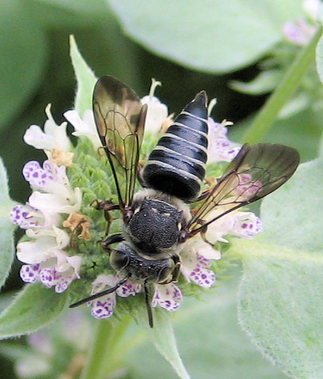 Genus Coelioxys (Cuckoo Leaf-cutter Bees)