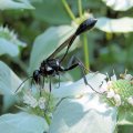 Eremnophila aureonotata