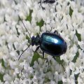 Lebia viridis