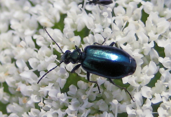 Lebia viridis