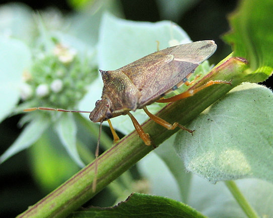 Family Pentatomidae (Stink Bugs)