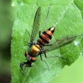 Dolichopodidae