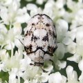 Dermestidae