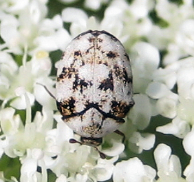 Family Dermestidae (Skin Beetles)