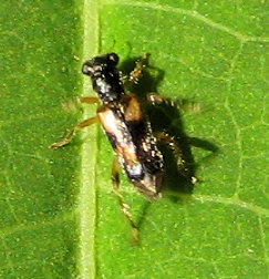 Phyllobaenus pallipennis
