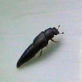 Conotelus obscurus