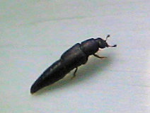 Conotelus obscurus
