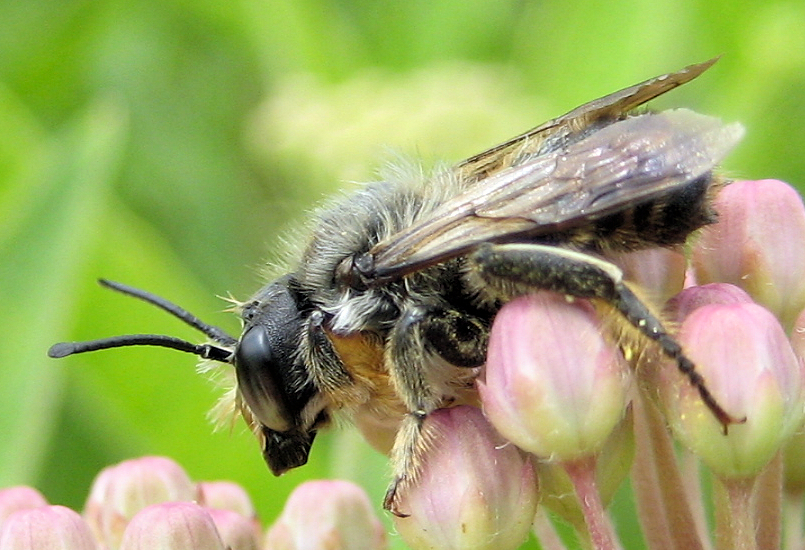 Epifamily Anthophila (Bees)