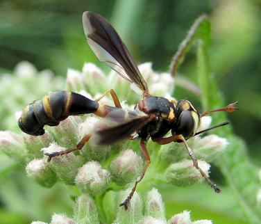 Family Conopidae (Thick-headed Flies)