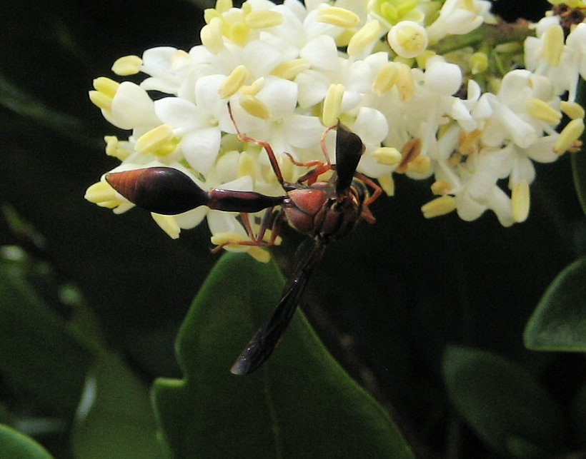 Zeta argillaceum