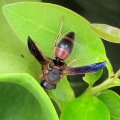 Pachodynerus erynnis