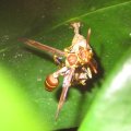Mischocyttarus mexicanus
