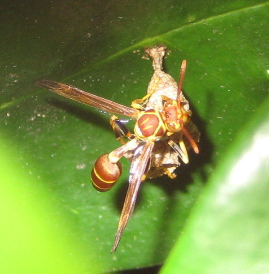 Mischocyttarus mexicanus (Mexican Paper Wasp)
