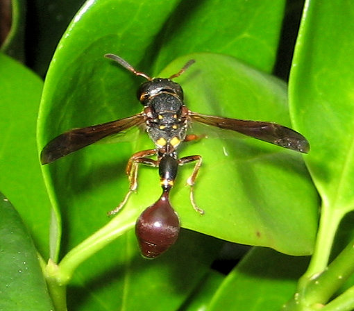 Zethus slossonae (Slosson's Mason Wasp)