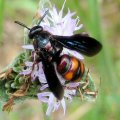 Scolia nobilitata