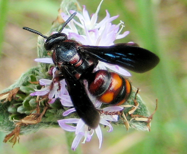 Scolia nobilitata (Noble Scoliid Wasp)