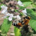 Megachile lanata
