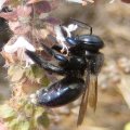 Xylocopa micans