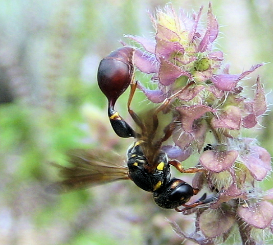Zethus slossonae (Slosson's Mason Wasp)