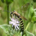 Myzinum quinquecinctum