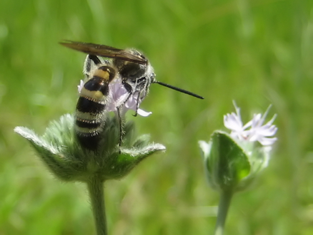 Genus Dielis