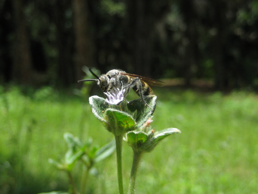Genus Dielis