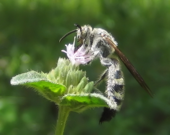 Genus Dielis