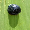 Hemisphaerota cyanea