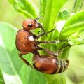 Mutillidae
