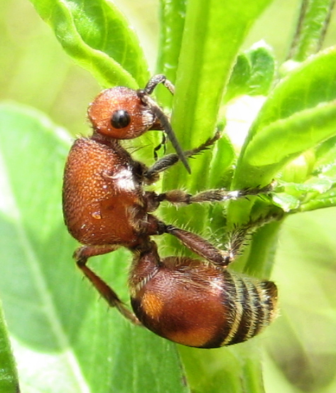 Family Mutillidae (Velvet Ants)