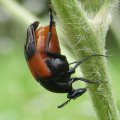 Macrosiagon cruenta