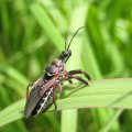 Apiomerus floridensis