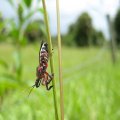 Apiomerus floridensis