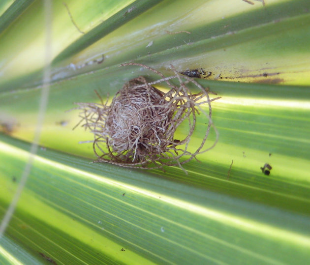 Hemisphaerota cyanea (Palmetto Tortoise Beetle)